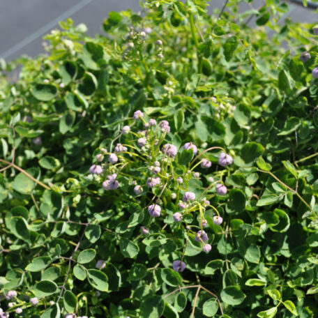 Chinesische Wiesenraute - Thalictrum delavayi