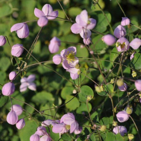 Chinesische Wiesenraute - Thalictrum delavayi