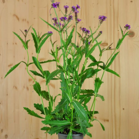 Verveine - Verbena Cultivars - 4 pièces