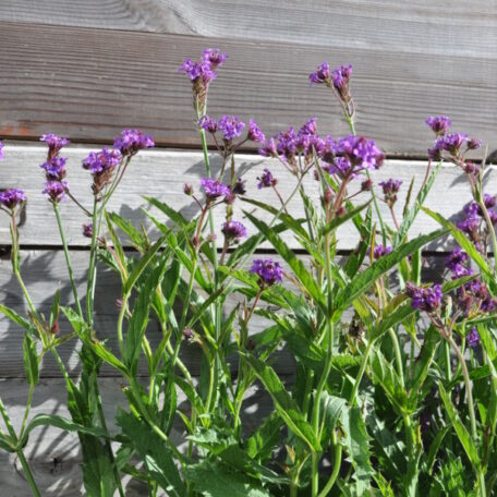 Verveine - Verbena Cultivars - 4 pièces
