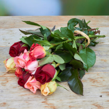 Freilandrose 'mix' 45cm 10 Stück