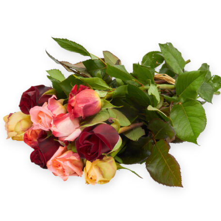Freilandrose 'mix' 45cm 10 Stück