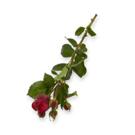 Freilandrose 'Red Piano' 45cm 10 Stück