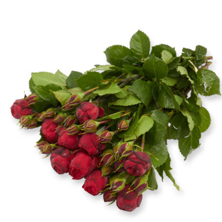Freilandrose 'Red Piano' 45cm 10 Stück