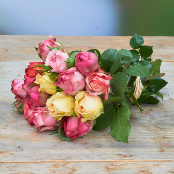 Freilandrose 'mix' 25cm ca. 10er Bund - Bild 3