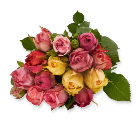 Rose de plein air 'mix' 25cm env. bouquet de 10