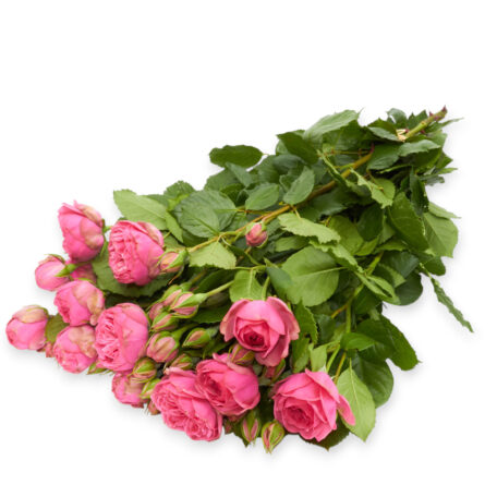 Freilandrose 'Pink Piano' 45cm 10 Stück