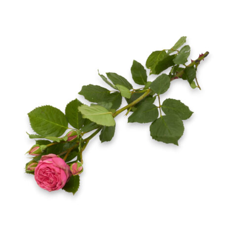 Freilandrose 'Pink Piano' 45cm 10 Stück