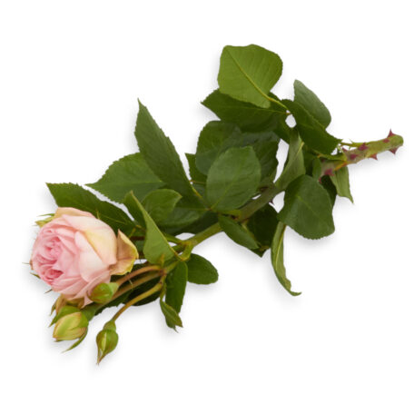 Freilandrose 'Charming Piano' 45cm 10 Stück