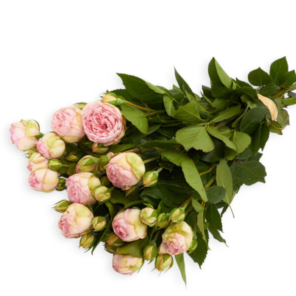 Freilandrose 'Charming Piano' 45cm 10 Stück