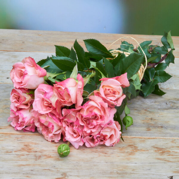 Freiland-Duftrose 'Augusta Luise' 35cm 10 Stück - Bild 3