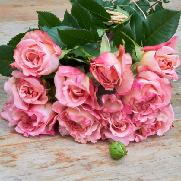Freiland-Duftrose 'Augusta Luise' 35cm 10 Stück - Bild 4