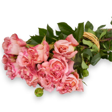 Freiland-Duftrose 'Augusta Luise' 35cm 10 Stück