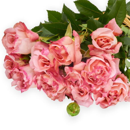 Freiland-Duftrose 'Augusta Luise' 35cm 10 Stück