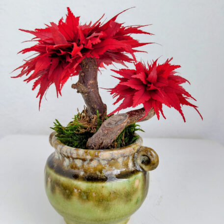 Stabilisierter Bonsai Ahorn, S
