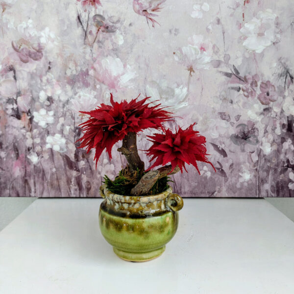 Stabilisierter Bonsai Ahorn, S - Bild 2