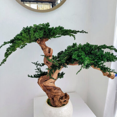 Stabilisierter Bonsai Juniperus, L