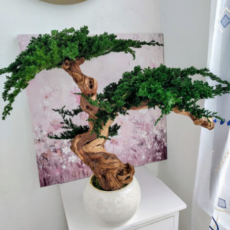 Stabilisierter Bonsai Juniperus, L