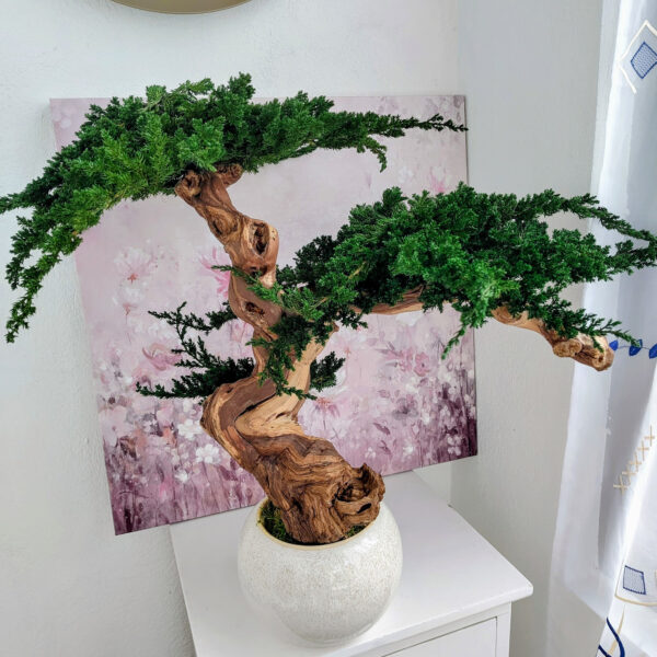 Stabilisierter Bonsai Juniperus, L - Bild 2
