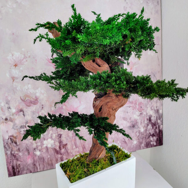 Stabilisierter Bonsai Juniperus, M - Bild 2