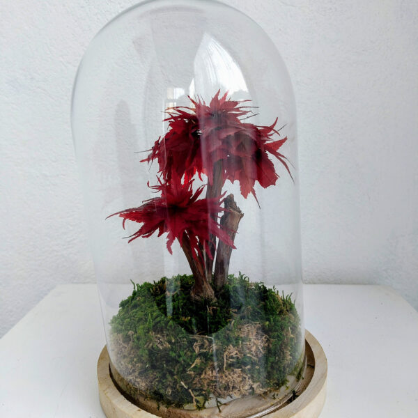 Stabilisierter Bonsai Ahorn unter Glasglocke, klein