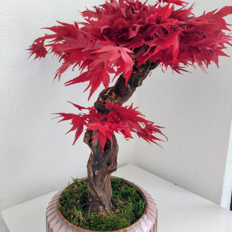 Stabilisierter Bonsai Ahorn, XL