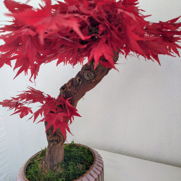Stabilisierter Bonsai Ahorn, XL - Bild 2