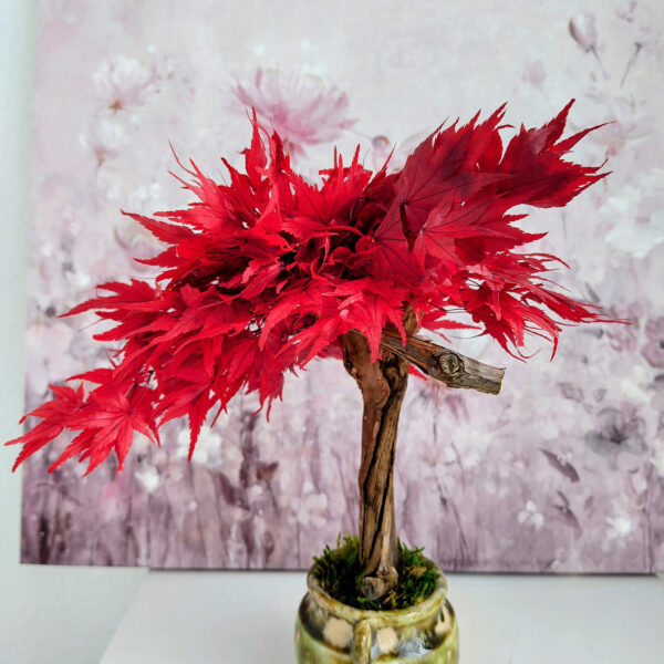 Stabilisierter Bonsai Ahorn, M - Bild 2