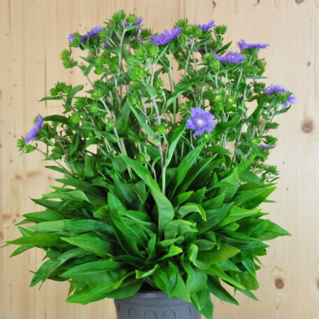 Die wintergrüne Kornblumenaster
