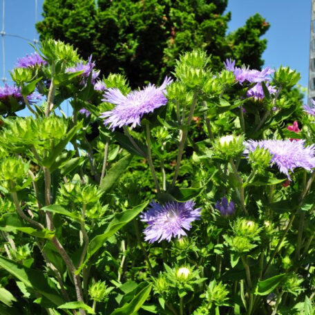 Die wintergrüne Kornblumenaster