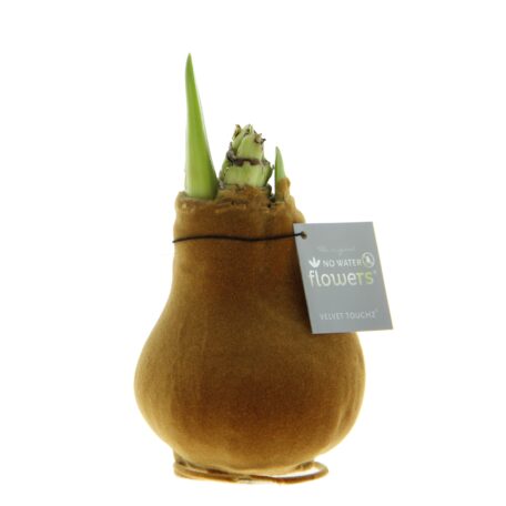 Amaryllis in kupferfarbenem Filzmantel