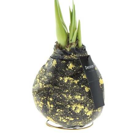 Amaryllis Wachs Galaxy Black