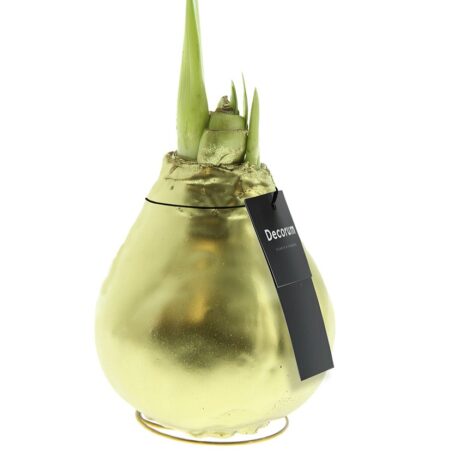 Amaryllis Wachs Luxury Gold