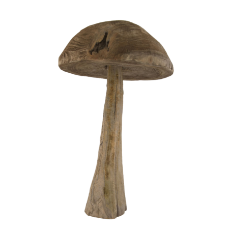 Pilz Chestnut klein