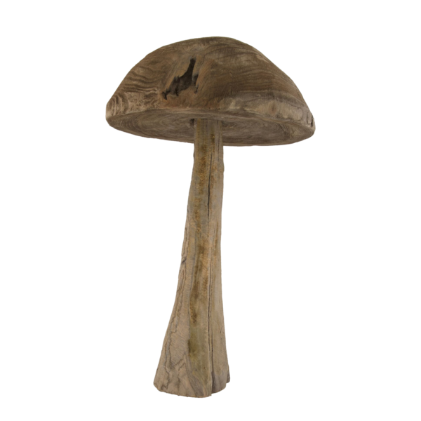Champignon Chestnut petit