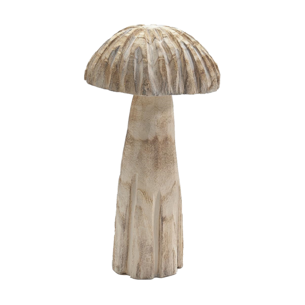 Pilz Paulownia gewölbt gross
