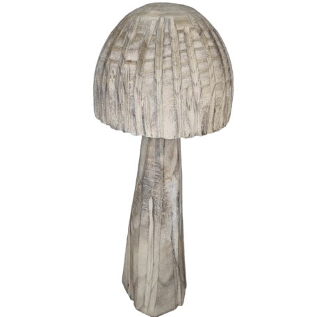 Champignon paulownia en forme de cloche