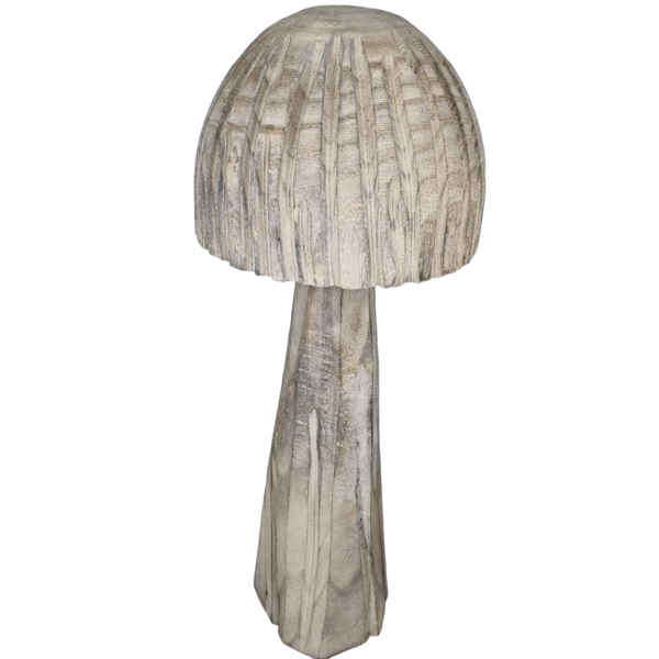 Champignon paulownia en forme de cloche