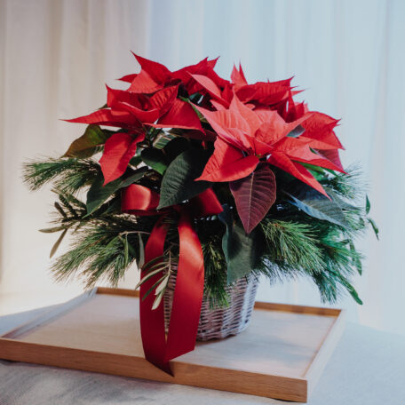 Weihnachtsstern im Korb