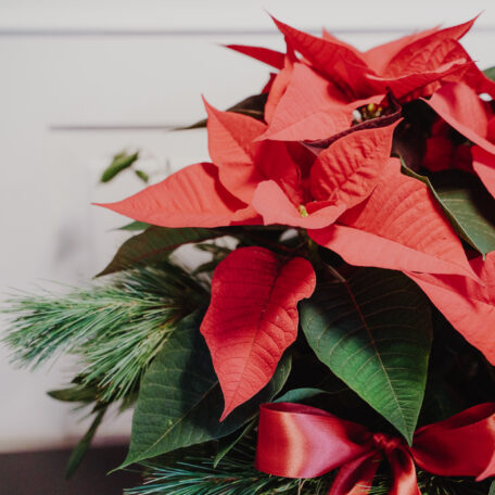 Weihnachtsstern im Korb