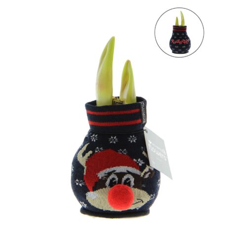 Amaryllis dans une chaussette de Noël bleue Fun Rudolph