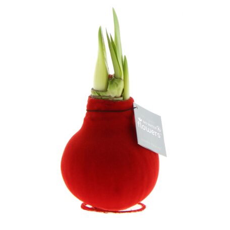 Amaryllis en manteau de feutre rouge