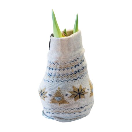 Amaryllis en chaussette norvégienne crème