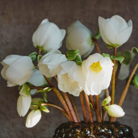 Fleurs d'hellébore 17cm bouquet de 10