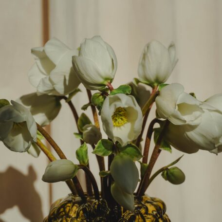 Fleurs d'hellébore 20cm en bouquet de 10