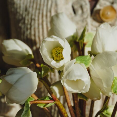Fleurs d'hellébore 17cm bouquet de 10