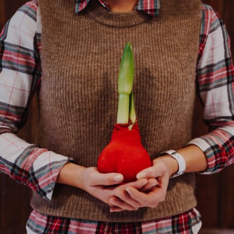 Amaryllis en manteau de feutre rouge