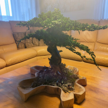 Stabilisierter Bonsai