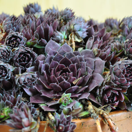 La racine de maison robuste - Sempervivum Blushing Garnet