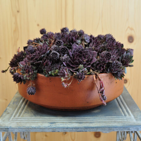 La racine de maison robuste - Sempervivum Blushing Garnet